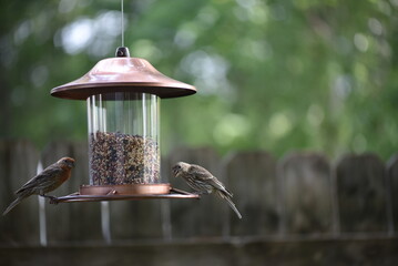 Wall Mural - spotted woodpecker