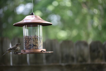 Wall Mural - bird on feeder