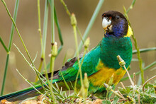 28 Ringneck Parrot In Western Australia