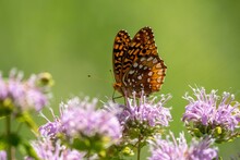 Macro Shot Of A Great Spangled Fritillary Butterfly On Wild Bergamot Flowers