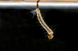 Macro of mosquito larva on black background. Mosquito's larva in water.