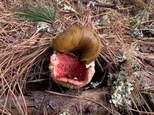 Yellow Banana Slug Eating Russula Mushroom