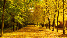 View Of The Autumn Avenue In The Park Covered With Golden Leaves
