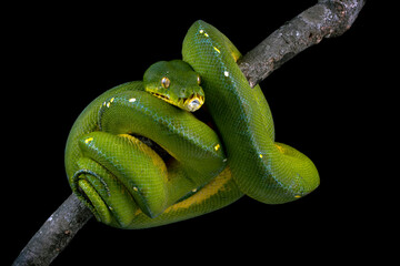 Wall Mural - green tree python snake on branch, chondropython viridis snake closeup with black background, indone