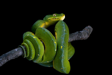 Wall Mural - green tree python snake on branch, chondropython viridis snake closeup with black background, indone