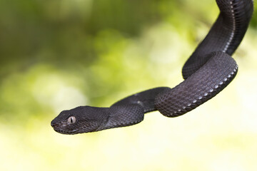 Wall Mural - Black mangrove pit Viper closeup on branch