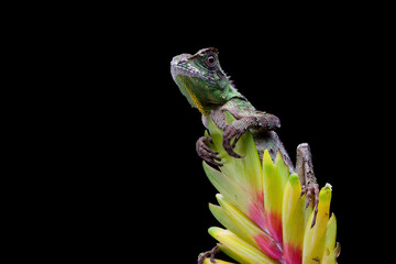Wall Mural - gonocephalus kuhlii lizard closeup head on isolated background, closeup head of gonocephalus kuhlii 