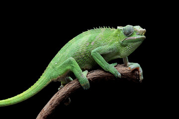 Female Chameleon fischer closeup on tree, Female chameleon fischer walking on twigs, chameleon fischer closeup on black background