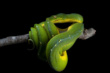 Wall Mural - green tree python snake on branch, chondropython viridis snake closeup with black background, indone