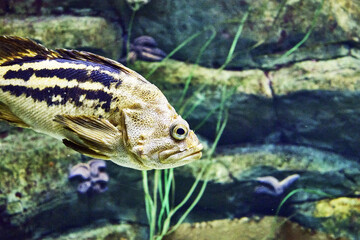 Wall Mural - sea bass swimming in the water among the rocks