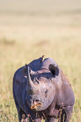 Wall Mural - Black rhino with a oxpecker on the back