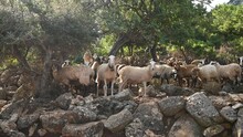 A Small Flock Of Domestic Sheep Grazing In A Mountainous Area