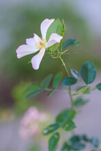 白の優しい色合いのイヌバラ。ロサ・カニーナとも呼ばれる。神戸六甲アイランドで撮影