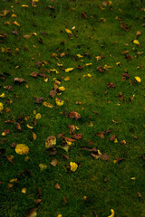 Wall Mural - lawn grass and yellow leaves on it 
autumn lawn