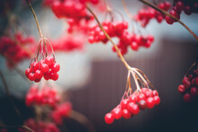 Macro Photo Of Viburnum Berries.