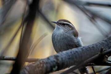 Sticker - Bewick's wren bird perching on a tree branch in a forest