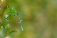 Couple Of Azure Damselflies (Coenagrion Puella) Breeding On A Green Leaf On The Blurred Background