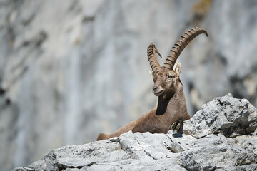 Wall Mural - Alpine ibex in its natural habitat