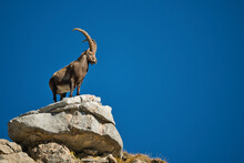 Alpine Ibex In Its Natural Habitat