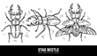 Horned stag beetle (lucanus cervus). Sketch drawn by hand.