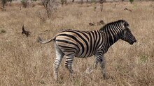 A Zebra Is Walking Through The African Bush, Nodding Its Head Up And Down And Curling Its Lips In An Attempt To Get Rid Of The Parasite Botfly. 