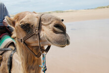 Close Up Of A Camel's Head On The Beach