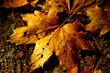 jesienny liść leżący na ziemi