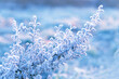 beautiful gentle winter landscape. frozen grass on snowy natural background. cold winter season, frosty weather. Winter background with flowers covered snow crystals. new year, Christmas holidays.