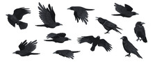Raven Set. Black Crow Silhouettes, Blackbird Different Poses Flying Wild Animal Character Icons For Logo Tattoo Design. Vector Isolated Collection