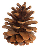 Fototapeta  - Close up of a conifer cone