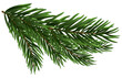Christmas Fir Tree Branch