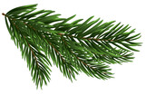 Fototapeta  - Christmas Fir Tree Branch