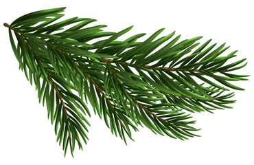 Canvas Print - christmas fir tree branch