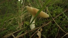 Inedible Gemmed Amanita Mushroom Grows In The Forest