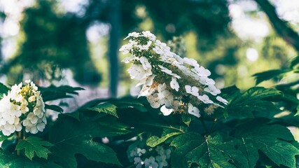 Wall Mural - Pretty oakleaf hydrangea flowers