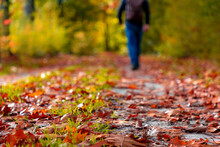 Selective Focus Of Brown Leaves Fallen On The Ground With Low Angle Of Man Walking In The Forest, Blurred People Hiking In The Wood With Yellow Orange Leafs On The Tree, Nature Autumn Background.