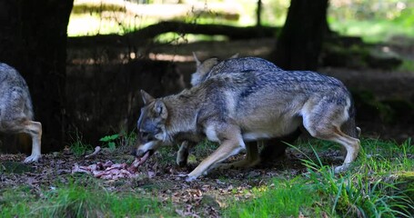 Canvas Print - a european wolf family is in the forest