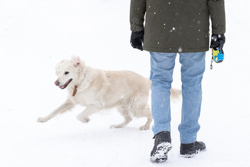 Young man in winter outerwear blue jeans walking with white dog golden retriever during snowfall outdoor in public park. Winter time. Leisure games, outside pursuit activity.