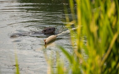 Sticker - Beaver swimming on a river with grasses foreground