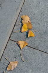 Canvas Print - autumn leaves on the ground