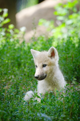 Wall Mural - baby arctic wolf portrait