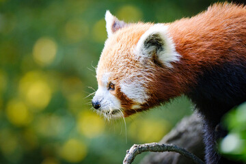 Sticker - cute red panda  with bamboo