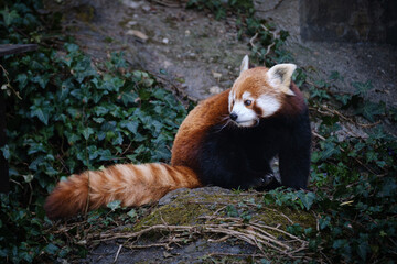 Sticker - close up portrait of red panda 