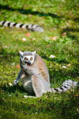 Wall Mural - lemur on the grass