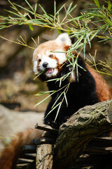 Poster - red panda eating bamboo