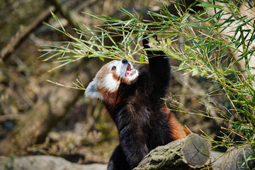 Poster - red panda eating bamboo