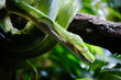 © Jim Barris - the green tree python, dangerous snake on the banch