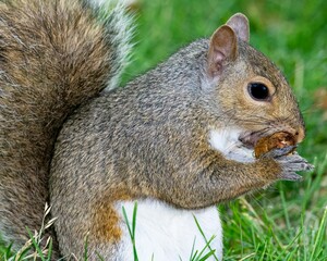 Poster - Closeup shot of a small gray squirrel eating a peanut in a park in daylight