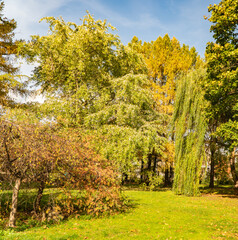 Wall Mural - autumn landscape with trees