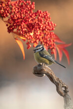 Colorful And Cute Blue Tit (Cyanistes Caeruleus) Perched With Red Berries And Fronds (Nandina Domestica) In The Background In Sunset Light. Vertical. Piedmont, Italy